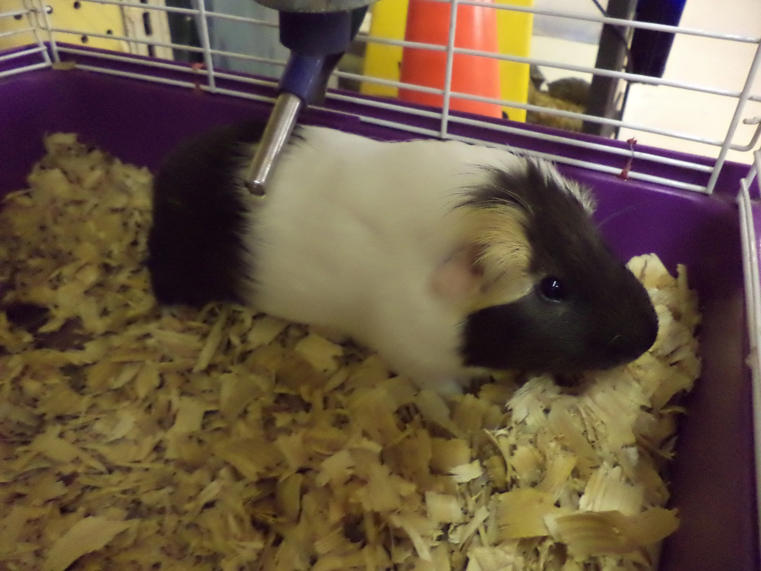 Guinea pig pet hotsell store near me